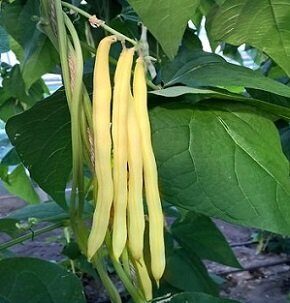 Sviesta pupiņas SUNSHADE  60 gab Holland-select